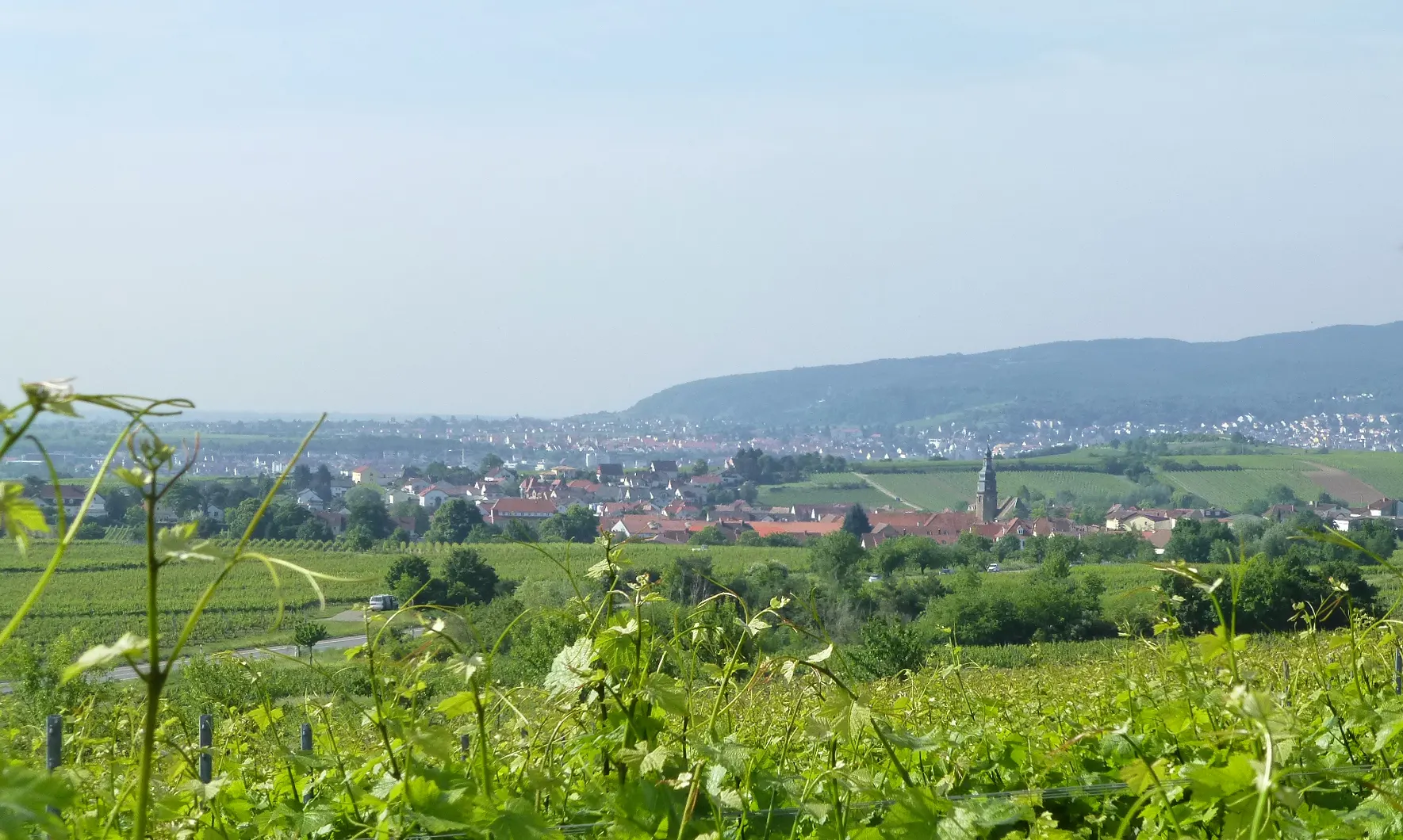 Rebhänge der Deutschen Weinstraße bei Kallstadt vor dem Haardtrand