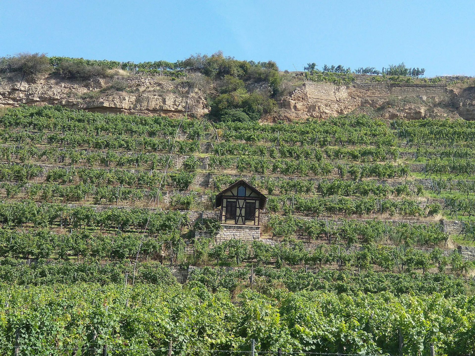 Weinberge an der Deutschen Weinstraße bei Bad Dürkheim