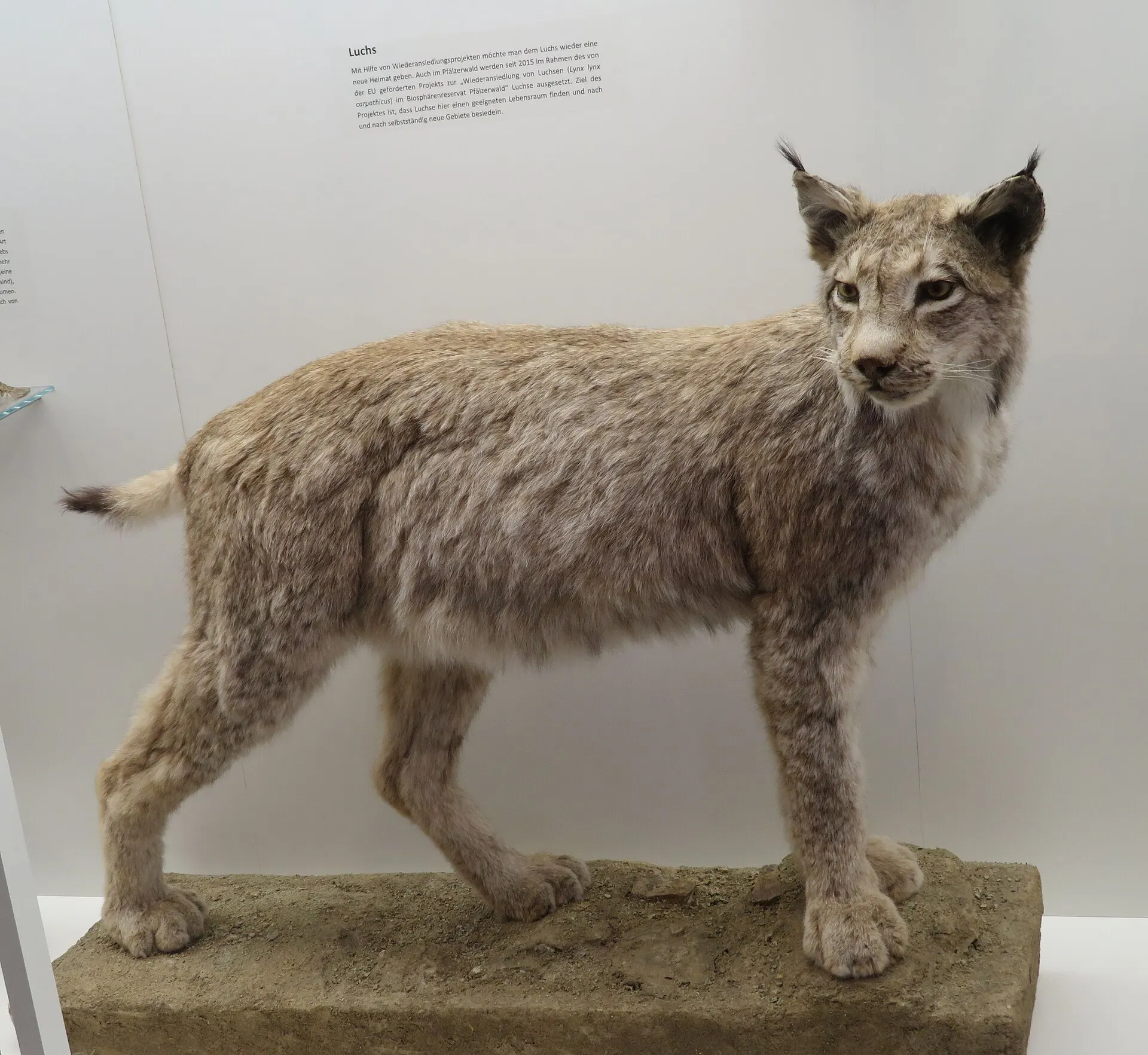 Pfalzmuseum für Naturkunde (POLLICHIA) in Bad Dürkheim